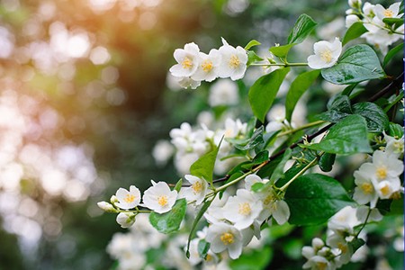7 loại cây hoa vừa đẹp vừa thơm rất thích hợp trồng ở ban công